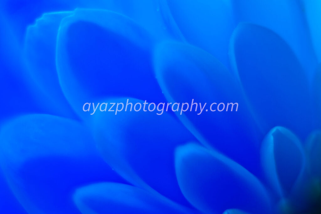 Blue Flower Macro Photography – Abstract Petal Close-Up Digital Art
