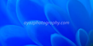 Macro close-up of blue flower petals – abstract floral photography digital download & UK wall art print