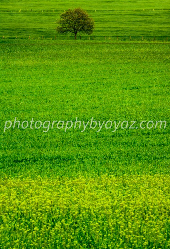 Lone Tree in Green Field Landscape Photography – Digital Download & Wall Art