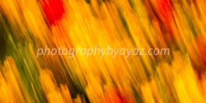 Abstract Floral Motion Blur – Vibrant Nature Fine Art Photography Photography by Ayaz