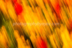 Abstract Floral Motion Blur – Vibrant Nature Fine Art Photography  Photography by Ayaz