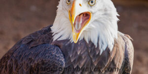 Bald Eagle Close-Up – Majestic Wildlife Fine Art Photography  Photography by Ayaz
