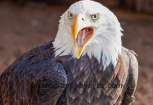 Bald Eagle Close-Up – Majestic Wildlife Fine Art Photography  Photography by Ayaz