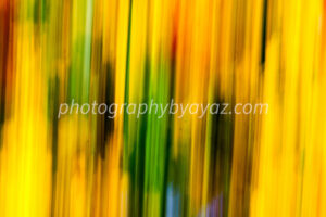 Colorful Abstract Motion Streaks – Vibrant Fine Art Photography  Photography by Ayaz