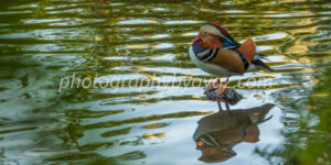 Mandarin Duck with Reflection – Vibrant Wildlife Fine Art Photography Photography by Ayaz