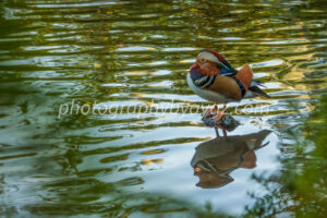 Mandarin Duck with Reflection – Vibrant Wildlife Fine Art Photography  Photography by Ayaz