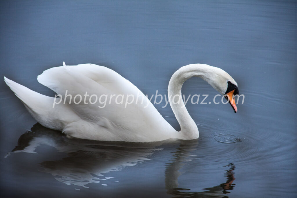 Graceful White Swan on Water – Elegant Nature Fine Art Photography  Photography by Ayaz