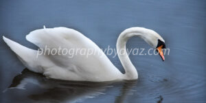 Graceful White Swan on Water – Elegant Nature Fine Art Photography  Photography by Ayaz
