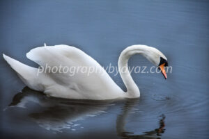 Graceful White Swan on Water – Elegant Nature Fine Art Photography  Photography by Ayaz