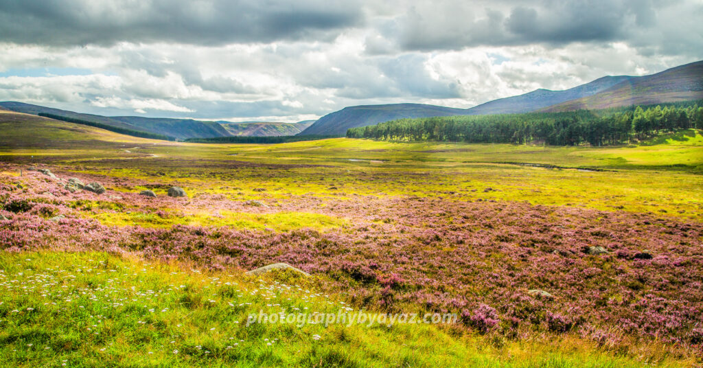 Heather Fields and Mountain Valley – Vibrant Fine Art Landscape Photography  Photography by Ayaz