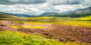 Blooming heather fields with purple and pink wildflowers leading to forest, hills, and mountains under dramatic cloudy sky – vibrant fine art landscape photography print and digital download