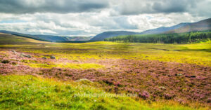 Blooming heather fields with purple and pink wildflowers leading to forest, hills, and mountains under dramatic cloudy sky – vibrant fine art landscape photography print and digital download