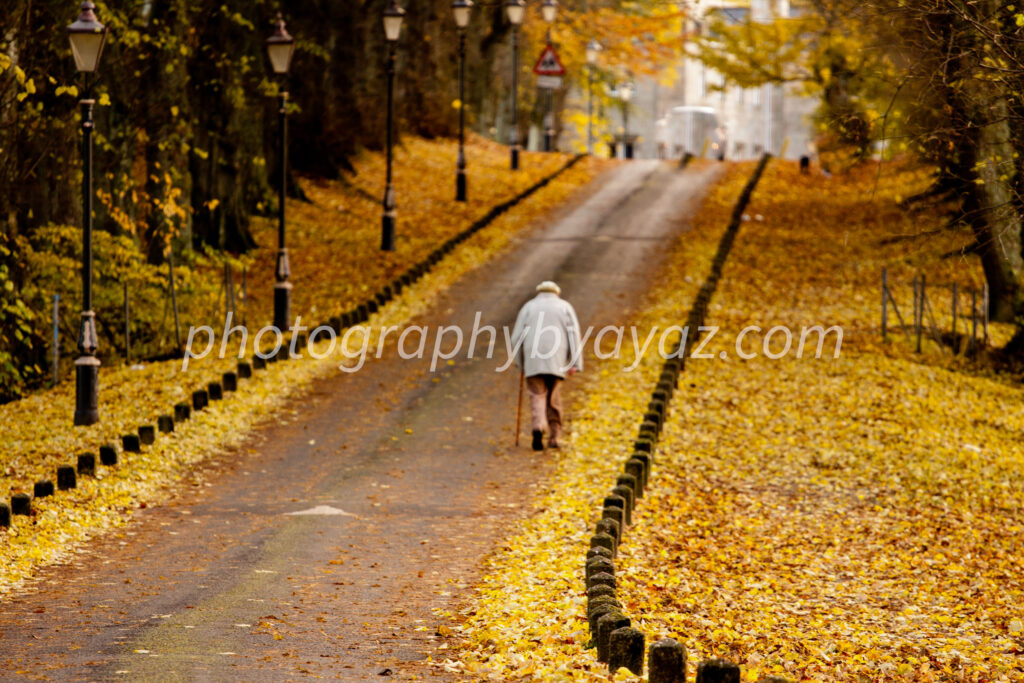 Autumn Pathway with Fallen Leaves – Solitude Street Photography  Photography by Ayaz