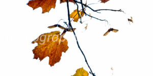 Minimalist autumn leaves in yellow, orange, and brown on bare branches against a white sky – fine art seasonal photography print and digital download