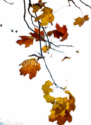 Minimalist autumn leaves in yellow, orange, and brown on bare branches against a white sky – fine art seasonal photography print and digital download