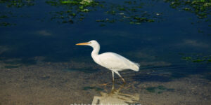 White Egret with Reflection – Elegant Wildlife Fine Art Photography  Photography by Ayaz