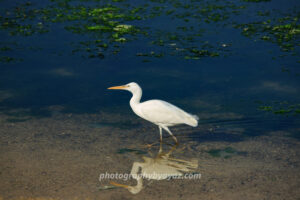 White Egret with Reflection – Elegant Wildlife Fine Art Photography  Photography by Ayaz