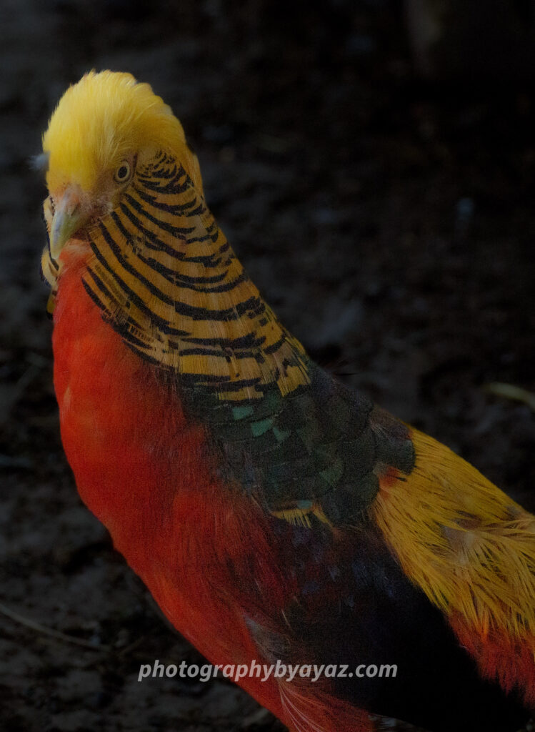 Golden Pheasant Portrait – Exotic Wildlife Fine Art Photography  Photography by Ayaz
