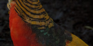 Golden Pheasant Portrait – Exotic Wildlife Fine Art Photography Photography by Ayaz
