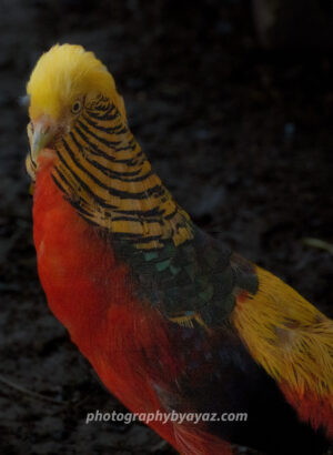 Golden Pheasant Portrait – Exotic Wildlife Fine Art Photography  Photography by Ayaz