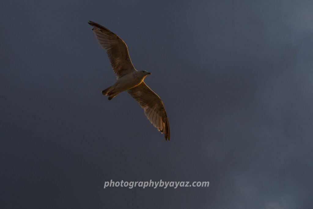 Seagull in Flight Against Dramatic Sky – Wildlife Fine Art Photography  Photography by Ayaz
