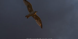 Seagull in Flight Against Dramatic Sky – Wildlife Fine Art Photography  Photography by Ayaz