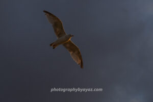 Seagull in Flight Against Dramatic Sky – Wildlife Fine Art Photography  Photography by Ayaz