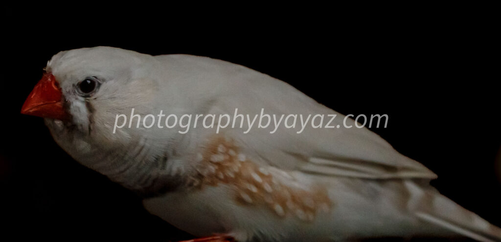 Small Bird with Orange Beak – Minimalist Wildlife Fine Art Photography  Photography by Ayaz