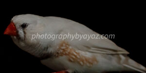 Small Bird with Orange Beak – Minimalist Wildlife Fine Art Photography  Photography by Ayaz