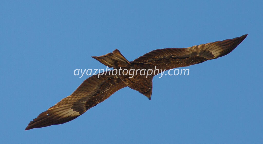 Bird of Prey in Flight – Majestic Wildlife Fine Art Photography  Photography by Ayaz