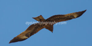 Bird of Prey in Flight – Majestic Wildlife Fine Art Photography  Photography by Ayaz