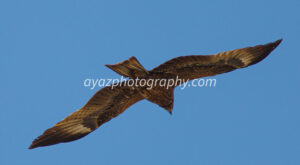 Bird of Prey in Flight – Majestic Wildlife Fine Art Photography  Photography by Ayaz