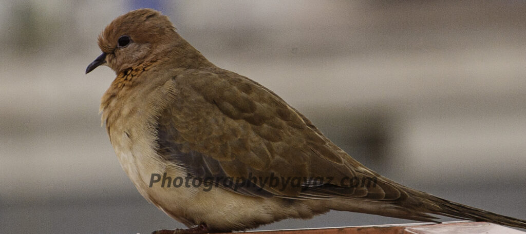 Brown Dove Close-Up – Peaceful Wildlife Fine Art Photography  Photography by Ayaz