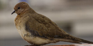 Brown Dove Close-Up – Peaceful Wildlife Fine Art Photography  Photography by Ayaz