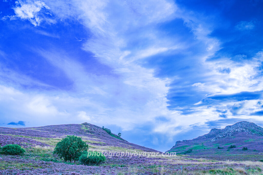 Heather-Covered Hills with Dramatic Sky – Fine Art Landscape Photography  Photography by Ayaz