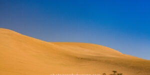 Golden Silence – Fine Art Desert Photography Print