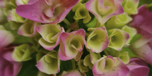 Hydrangea Harmony – Fine Art Floral Wall Photography Print