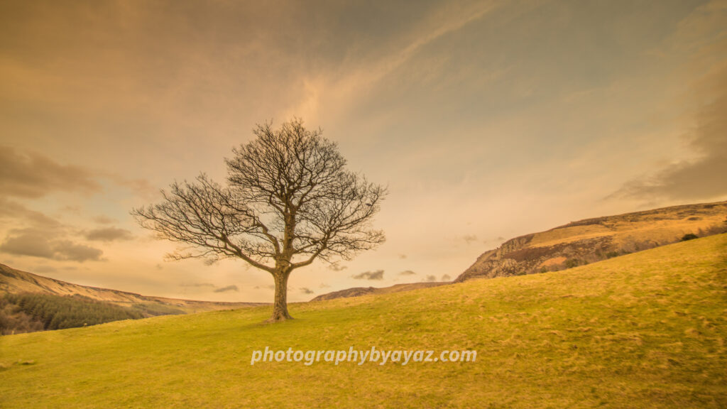 Twilight Sentinel – Fine Art Tree Photography for Dramatic Wall Decor