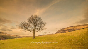 Twilight Sentinel – Fine Art Tree Photography for Dramatic Wall Decor