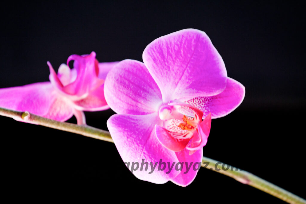 Orchid Elegance – Fine Art Floral Wall Photography Print