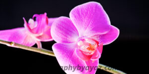 Orchid Elegance – Fine Art Floral Wall Photography Print