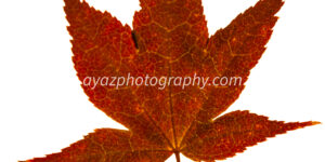 Crimson Fall – Fine Art Autumn Leaf Photography Print for Home & Office Wall Decor