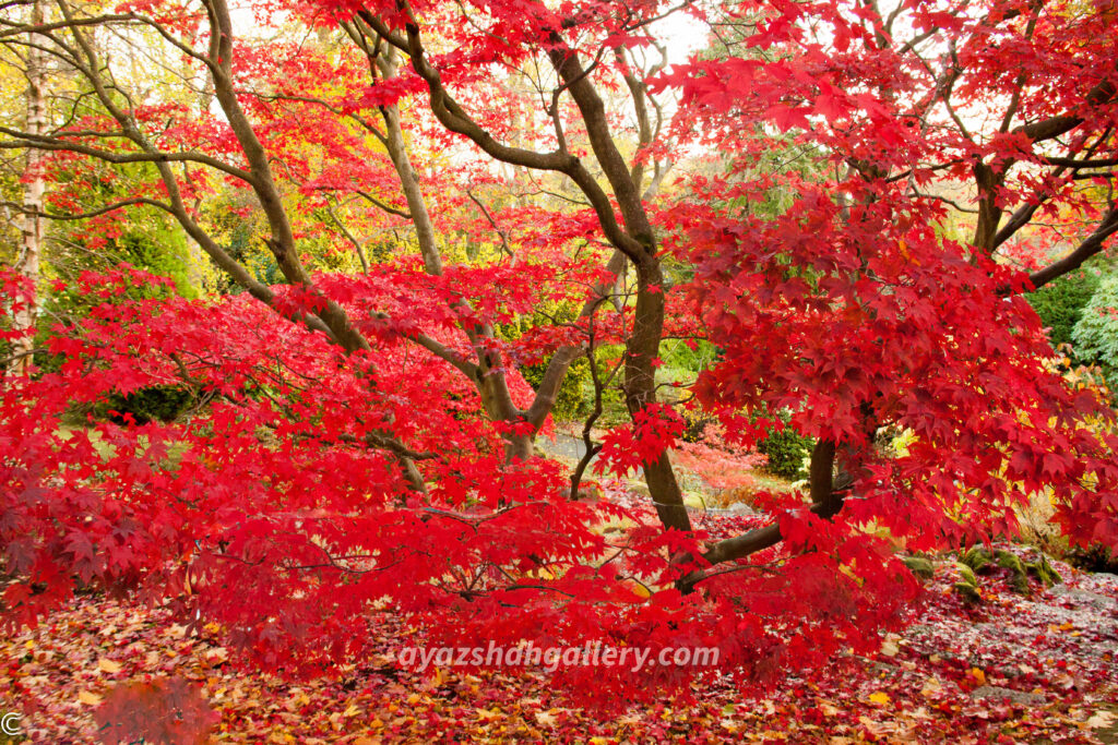 Autumn Majesty – Japanese Maple Fine Art Wall Photography Print