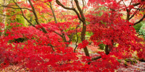 Autumn Majesty – Japanese Maple Fine Art Wall Photography Print