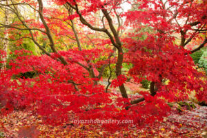 Autumn Majesty – Japanese Maple Fine Art Wall Photography Print