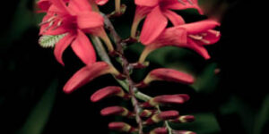 Crimson Bloom – Botanical Wall Art Photography Print