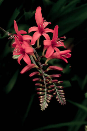 Crimson Bloom – Botanical Wall Art Photography Print