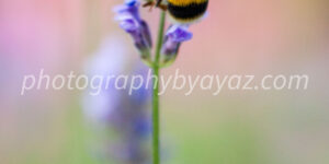 Lavender Landing – Nature Wall Art Photography Print