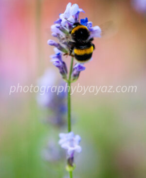 Lavender Landing – Nature Wall Art Photography Print