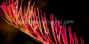 Radiant Bloom – Fine Art Botanical Photography Print for Home & Office Wall Decor